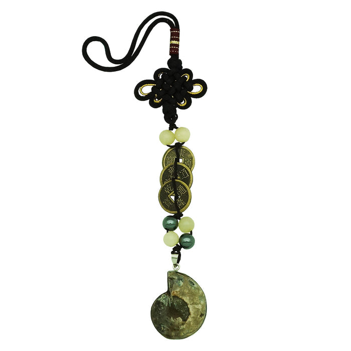 Ancient Ammonite w/ 3 Generation Coins