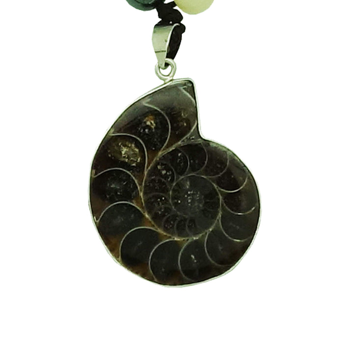 Ancient Ammonite w/ 3 Generation Coins