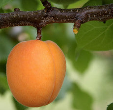 Apricot Kernnel Carrier Oil