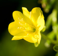 Evening Primrose Carrier Oil