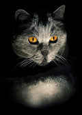 DoorFoto Door Cover Halloween Black Cat