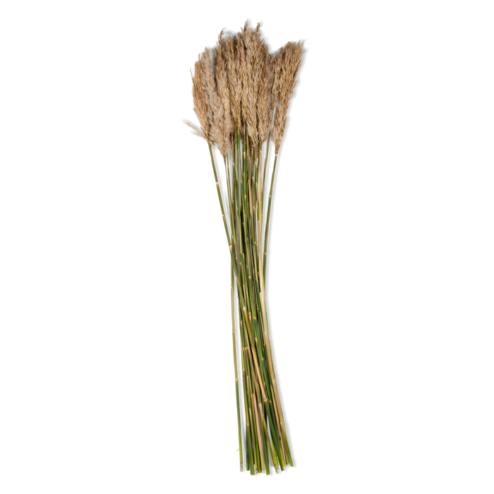 Marrying thoughtfully selected preserved botanicals with harvested branches, Elte's Natural Botanicals are professionally preserved to the highest quality.