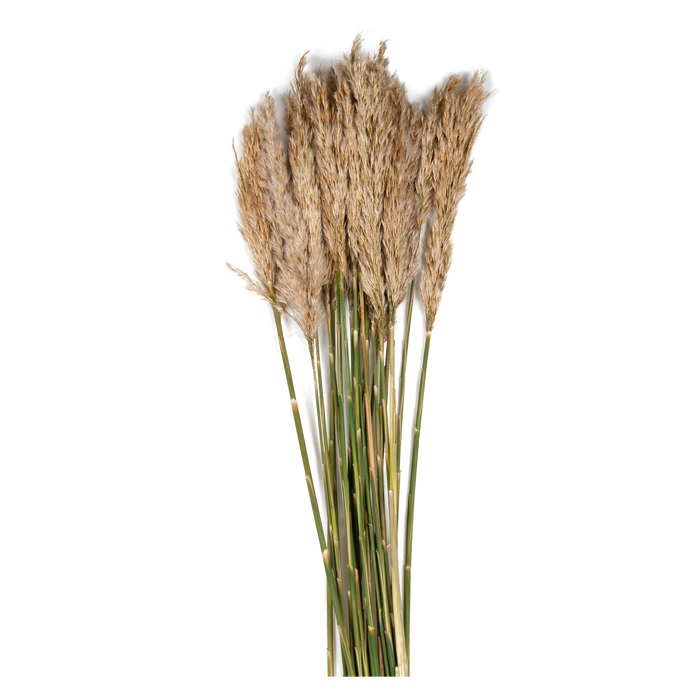 Marrying thoughtfully selected preserved botanicals with harvested branches, Elte's Natural Botanicals are professionally preserved to the highest quality.