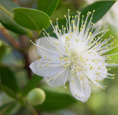 Myrtle Essential Oil