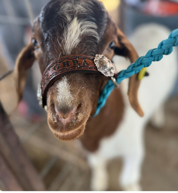 Personalized goat or sheep halter