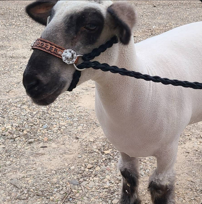 Personalized sheep, lamb, or goat halter. - Tiffanys Braided Tack LLC