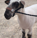 Personalized sheep, lamb, or goat halter. - Tiffanys Braided Tack LLC