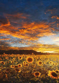 DoorFoto Door Cover Sunflower Field
